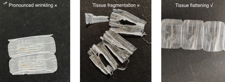 Figure 2. Quality assessment criteria for FFPE tissue sections, showing acceptable (flattened) and unacceptable (wrinkled or fragmented) examples.